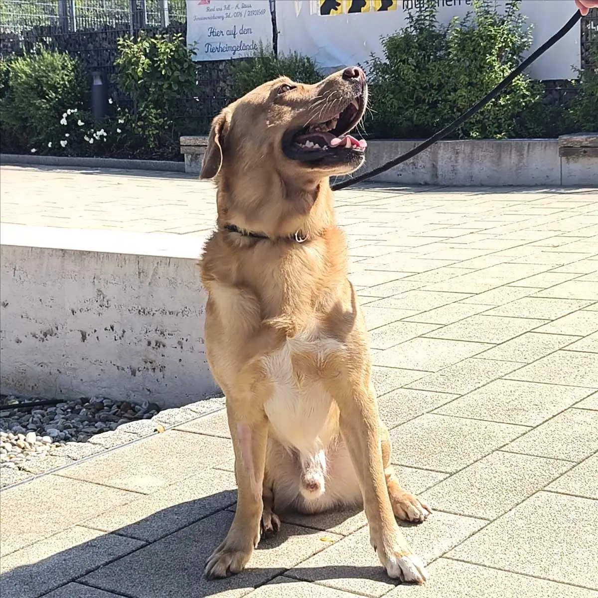 Indigo - Labrador Retriever - Bild 1