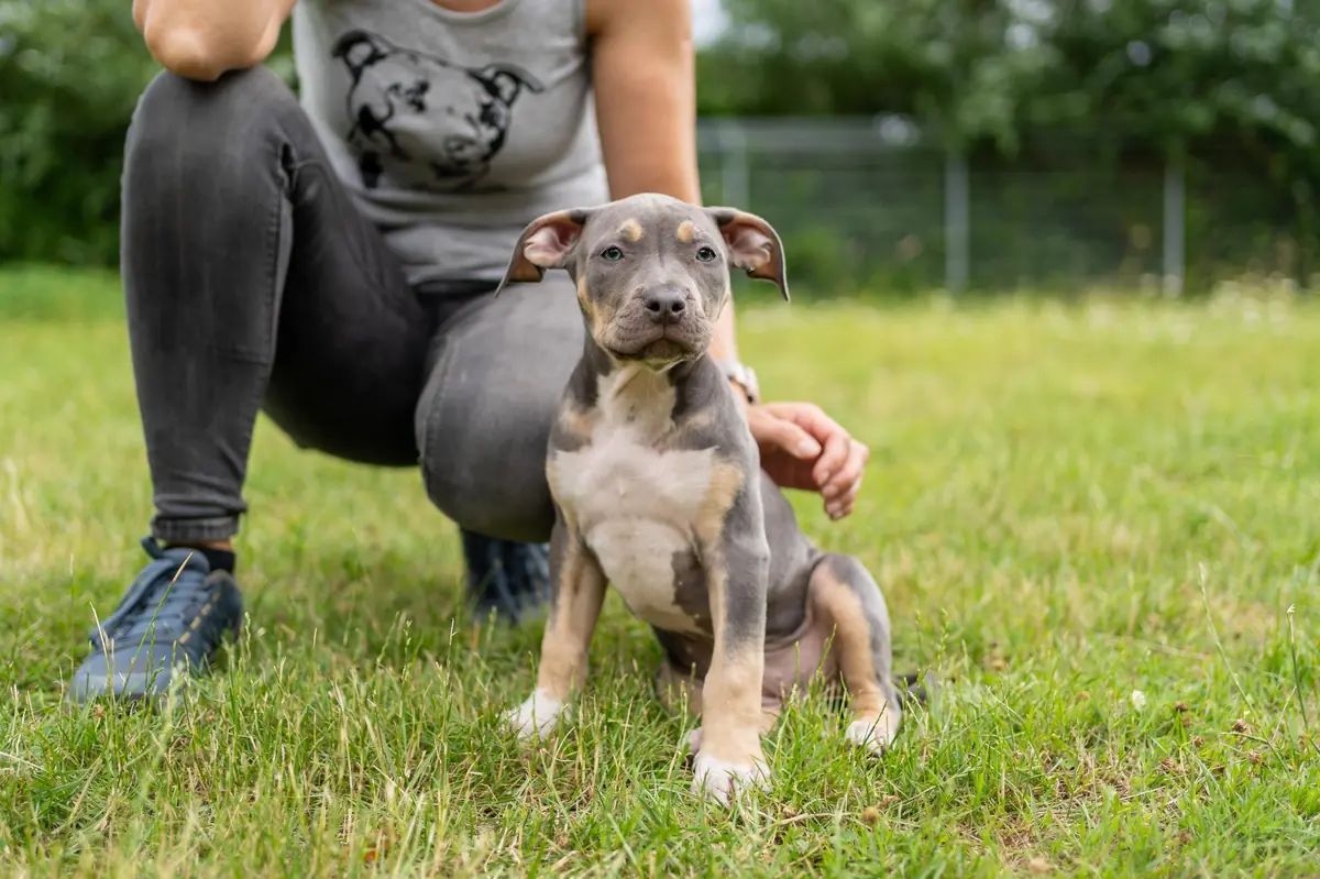 Lia - American Staffordshire Terrier - Bild 4