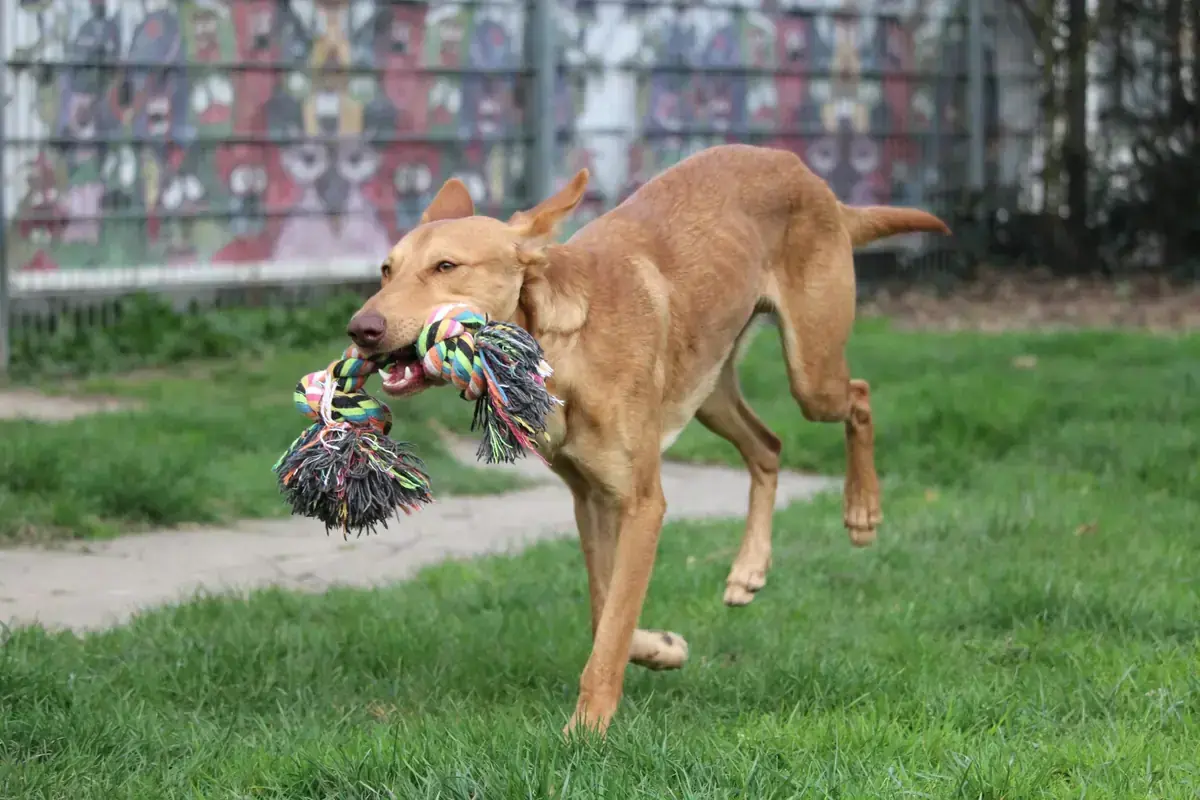 Baco - Podenco Canario - Bild 8