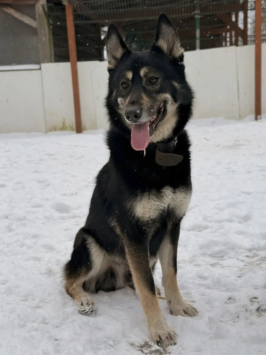Fenris - Deutscher Schäferhund - Bild 3