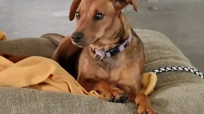 Deutscher Pinscher-Mix Motte
