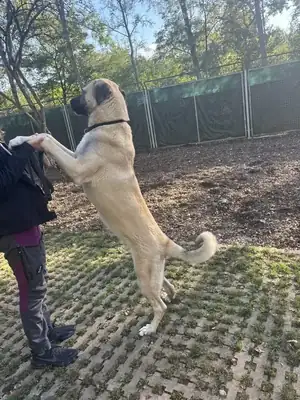 Junis – Kangal-Hirtenhund – Bild 22