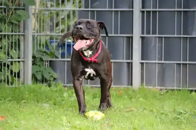 Bobby – Staffordshire Bullterrier – Bild 4