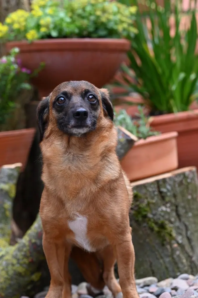 Carmelita - Dackel - Bild 2