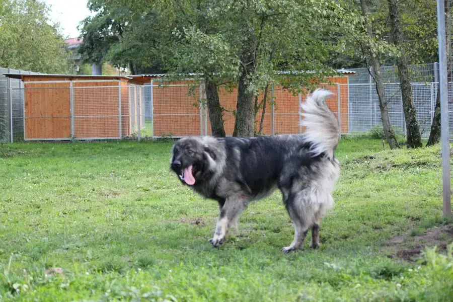 Rocky -  - Bild 2