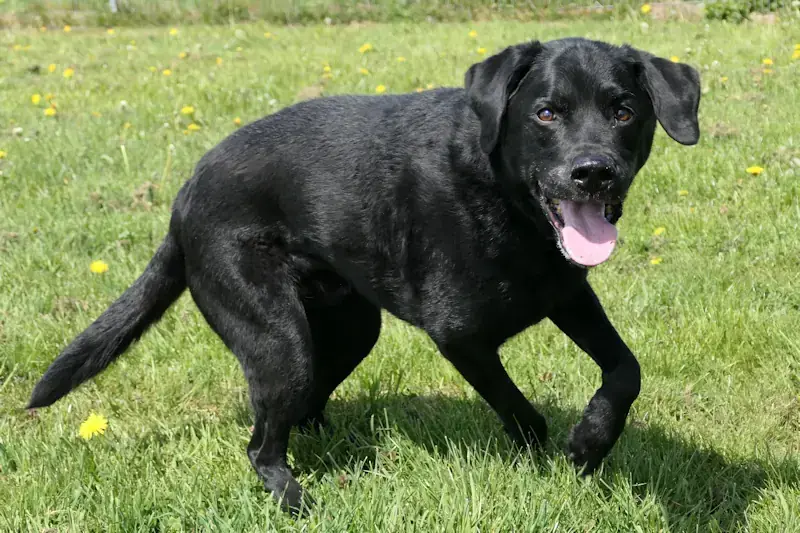 Jupp - Labrador Retriever - Bild 2