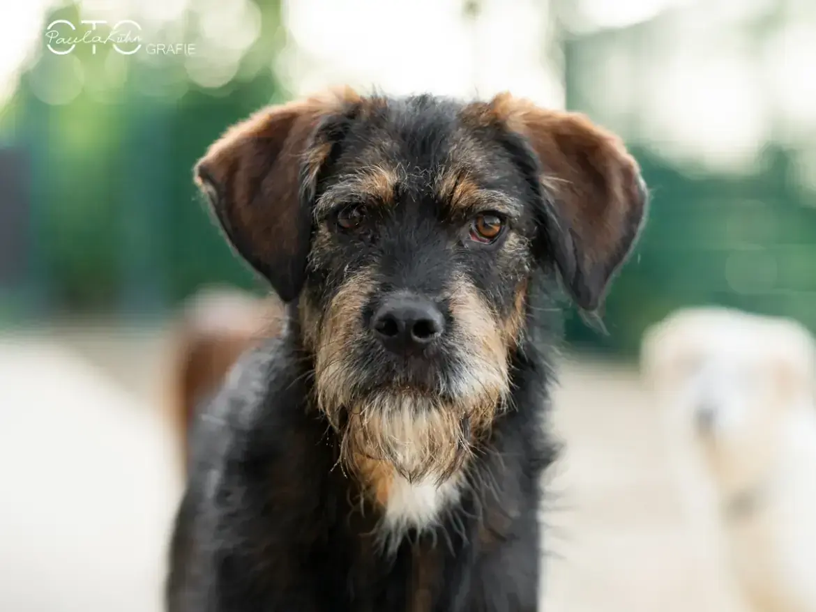 Cooper -  - Bild 2
