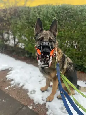 Levy – Deutscher Schäferhund – Bild 4