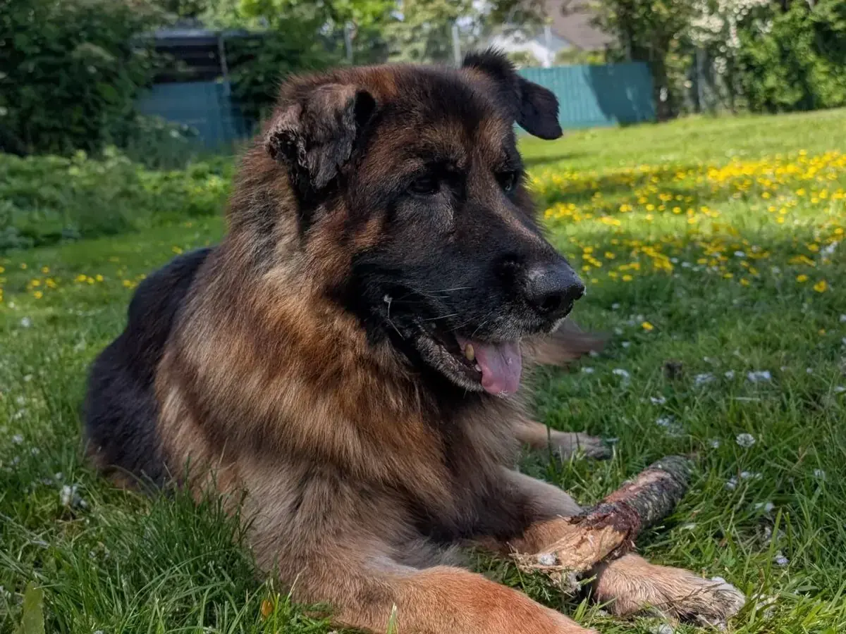 Taiga - Deutscher Schäferhund - Bild 2