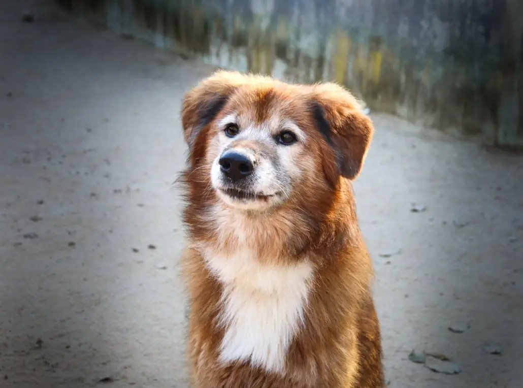 Jimmy-Lee - Shiba, Labrador Retriever - Bild 12