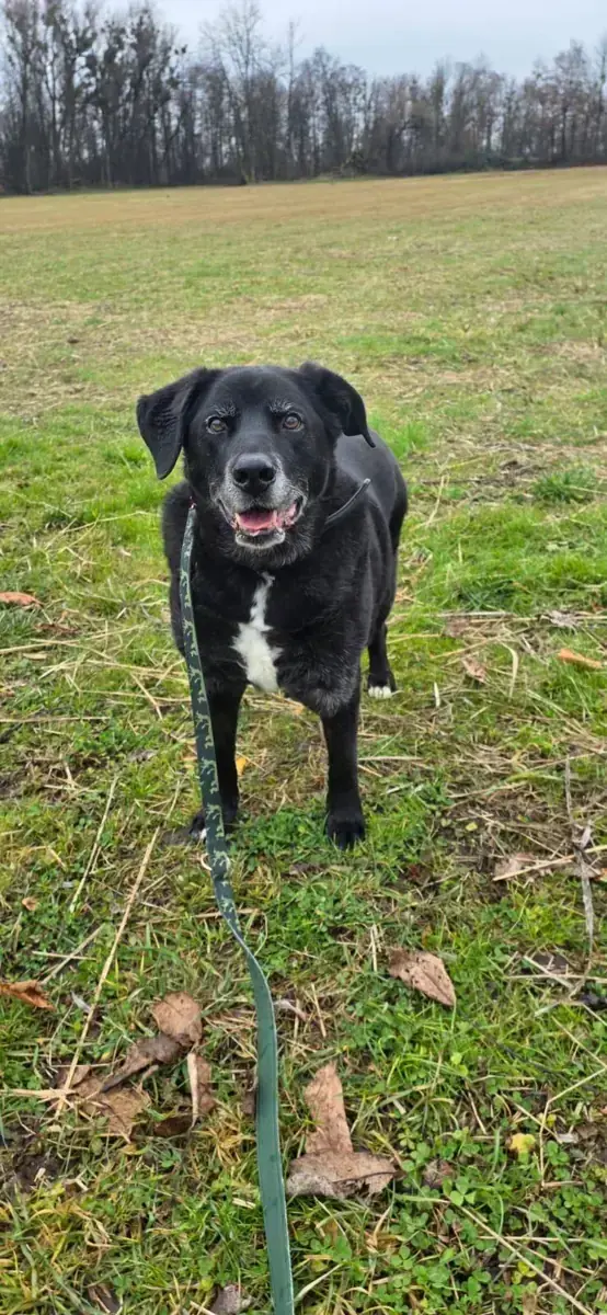 Balou -  - Bild 2