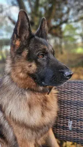 Jonny - Deutscher Schäferhund - Bild 4