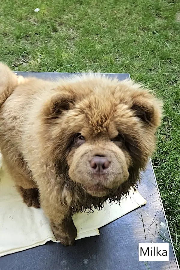 Cookie - Chow-Chow - Bild 4