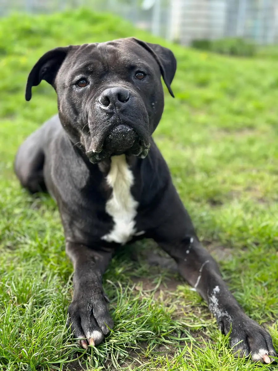 Major - American Staffordshire Terrier - Bild 5