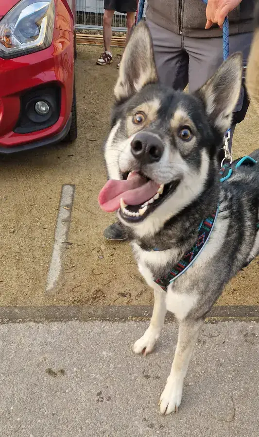 Simba - Siberian Husky - Bild 1