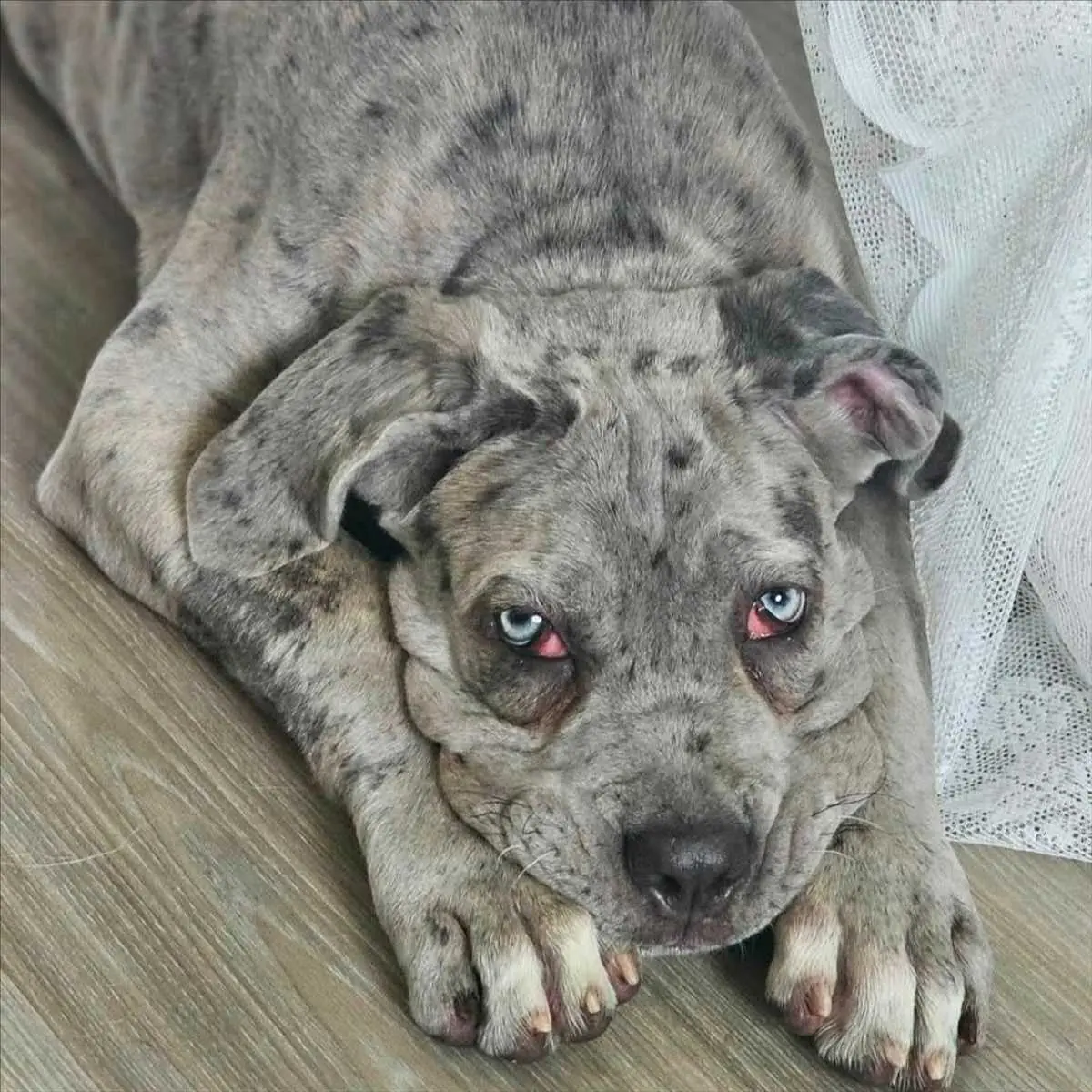 Shir Khan - Cane Corso Italiano - Bild 2