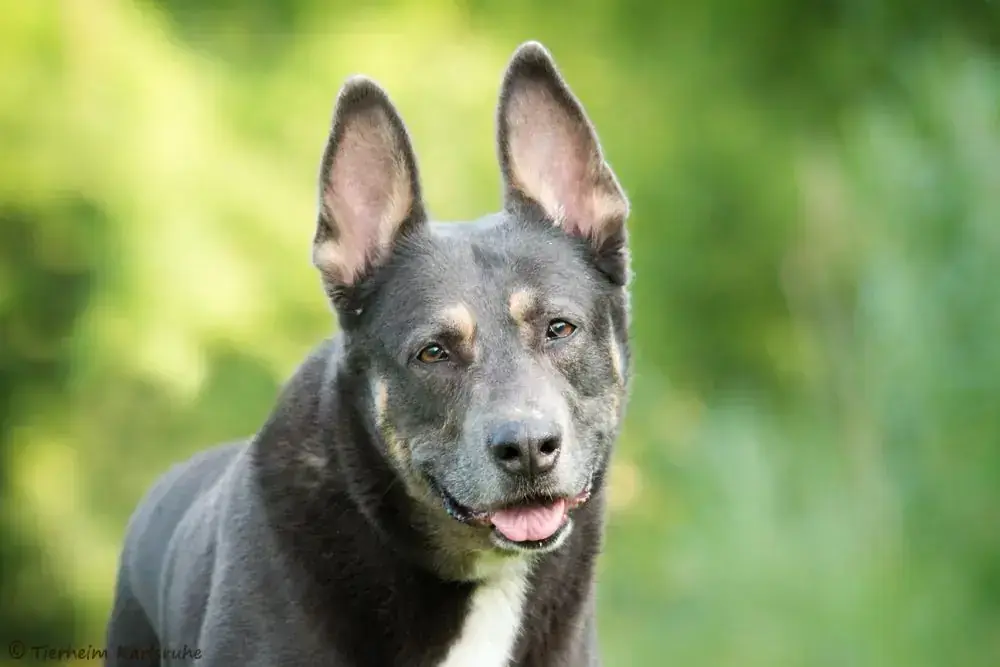 Amy - Deutscher Schäferhund - Bild 1