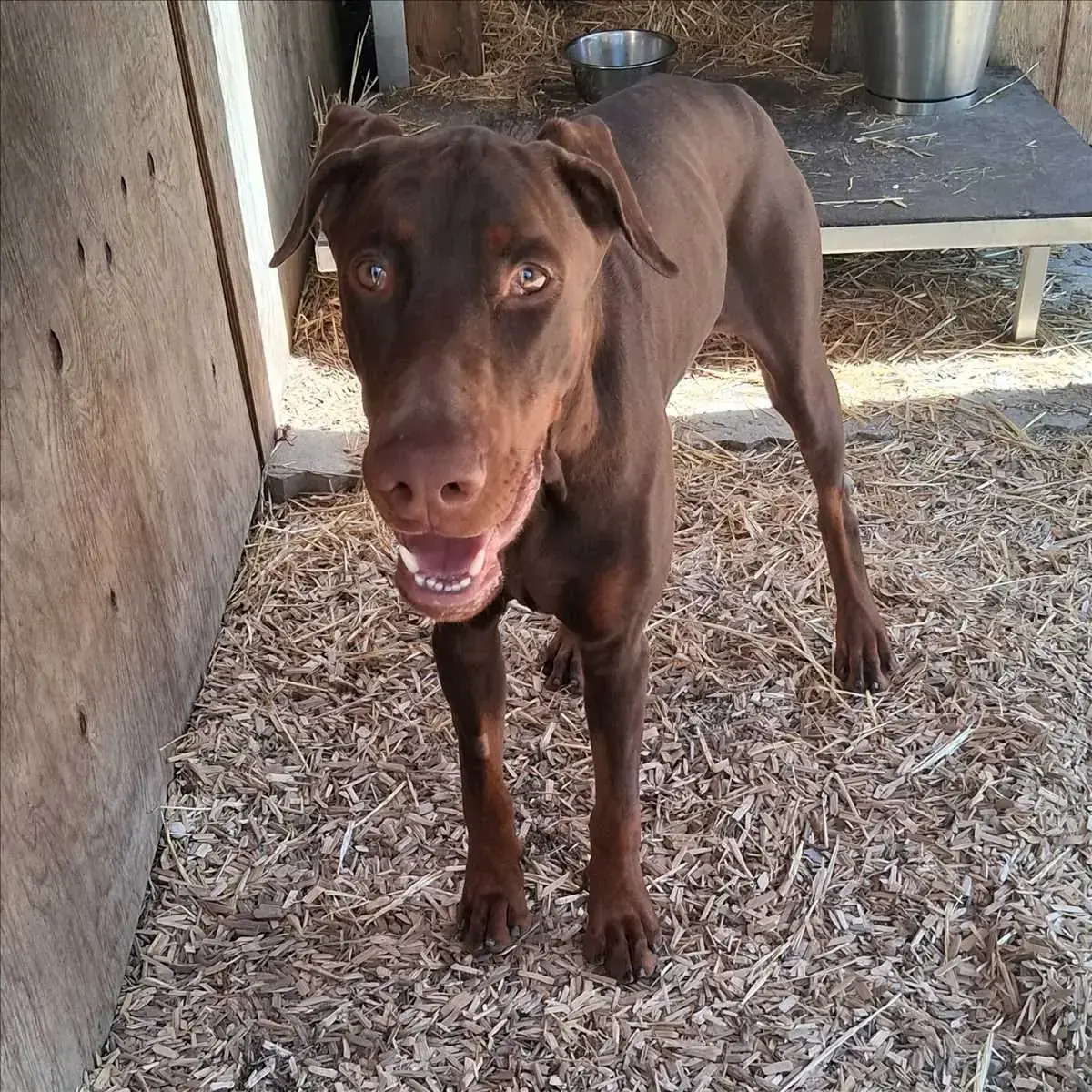 Dobermann PABLO