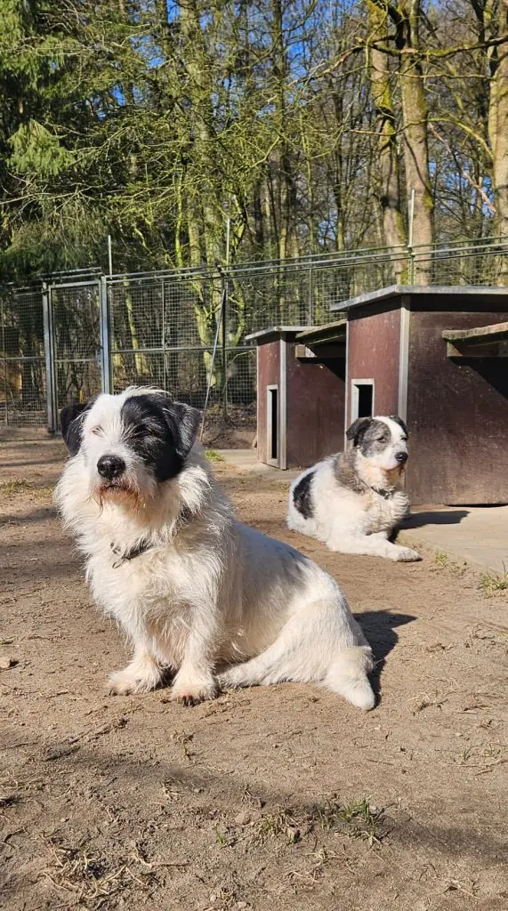 Willy & Leo -  - Bild 1