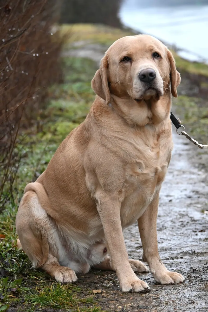Benito - Labrador Retriever - Bild 4