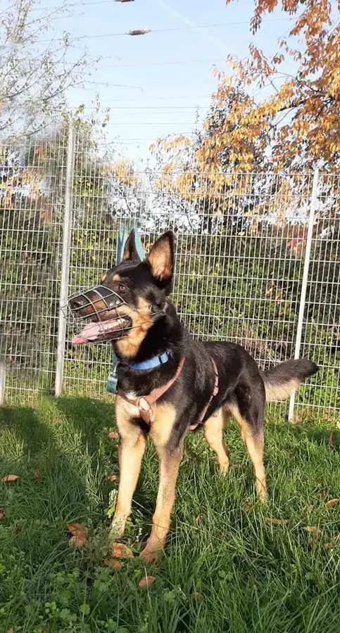 Josef -  - Bild 2