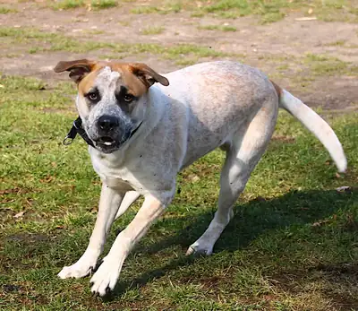 Fritz – Deutscher Boxer, English Pointer – Bild 7