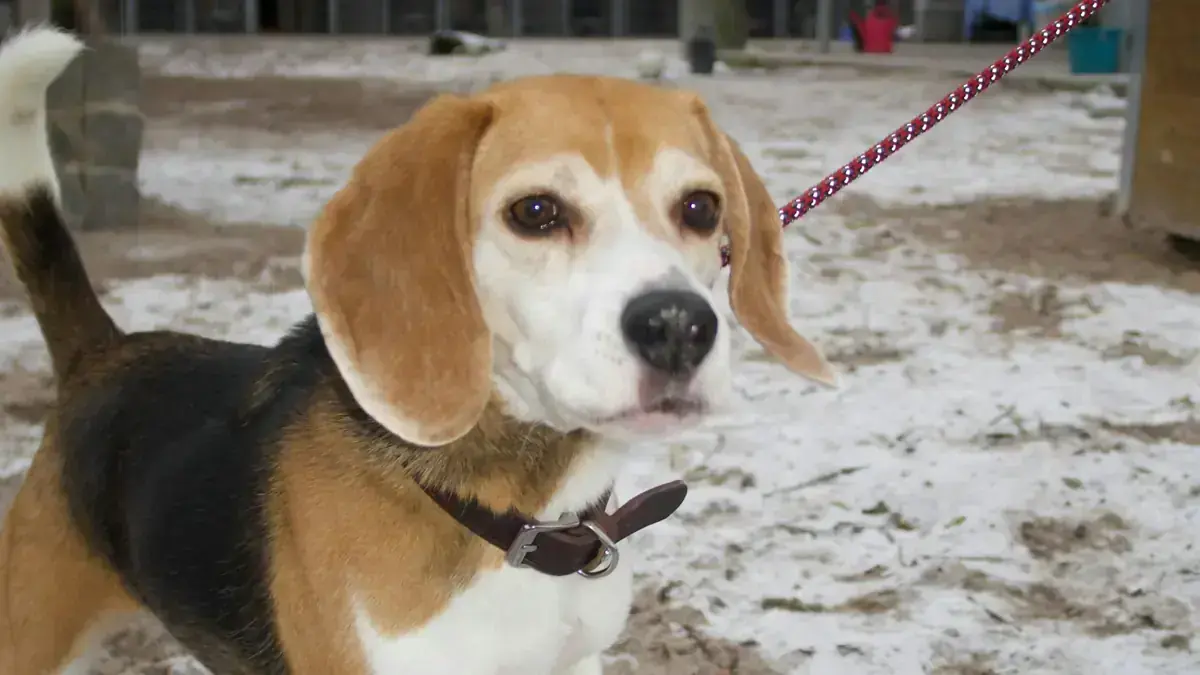 Beagle Mia