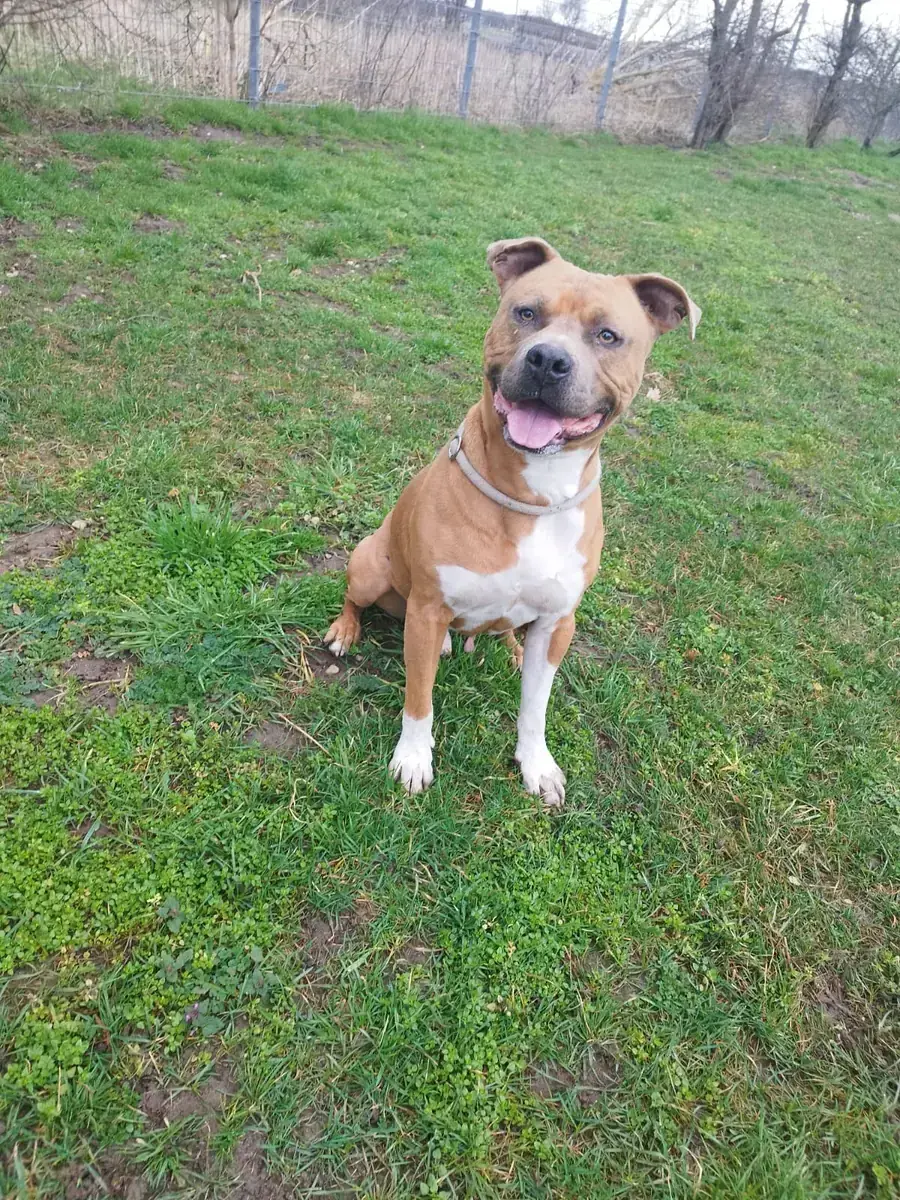 Hector -  - Bild 4