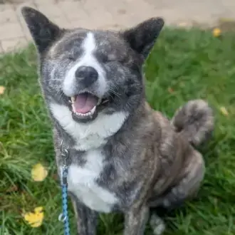 Lucy - Akita - Bild 7