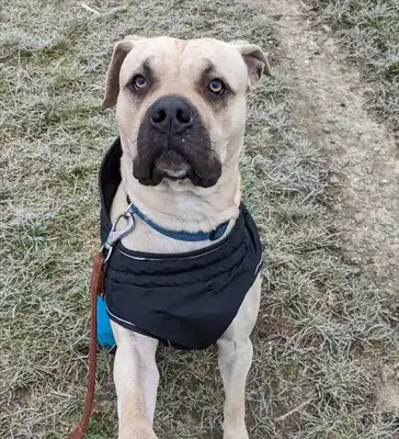 Baki – Dogo Canario – Bild 2