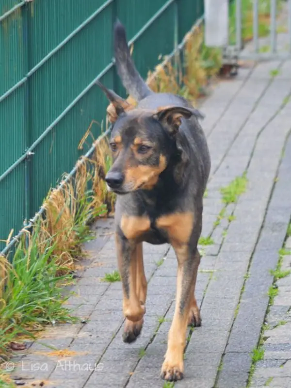 Elmo - Deutscher Schäferhund - Bild 2