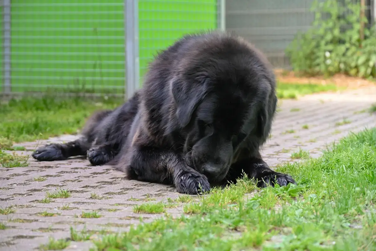 Bona -  - Bild 10