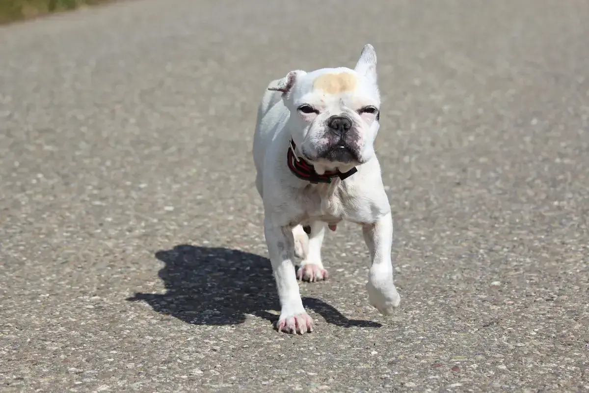 Dolly - Französische Bulldogge - Bild 5
