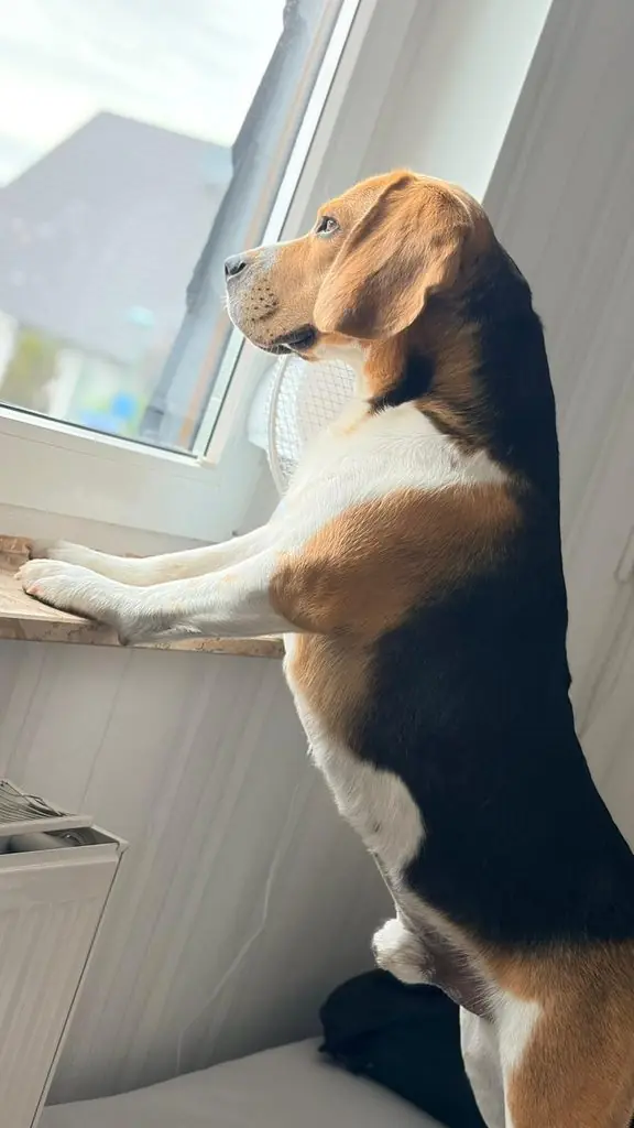 Einstein - Beagle - Bild 1