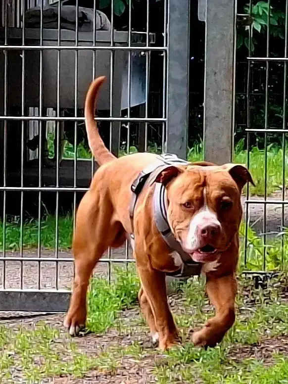 Elliot - American Staffordshire Terrier - Bild 3