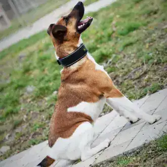 Rudi – Foxterrier Drahthaar – Bild 9