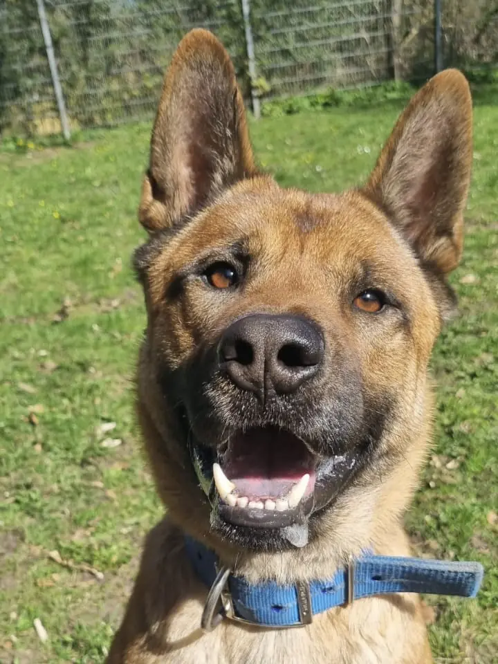 Carlo - Akita - Bild 2
