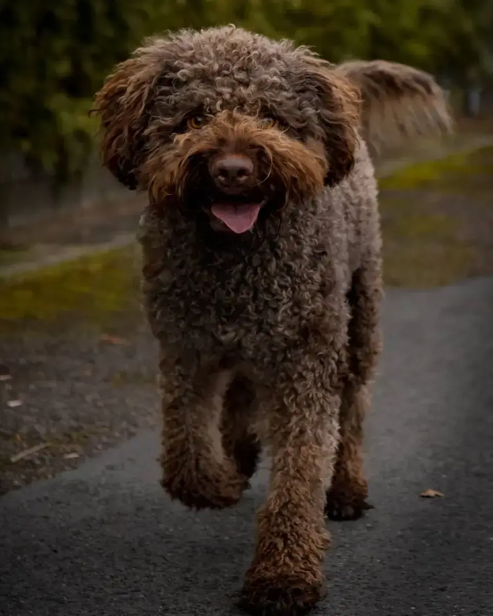 Cody - Lagotto Romagnolo - Bild 2
