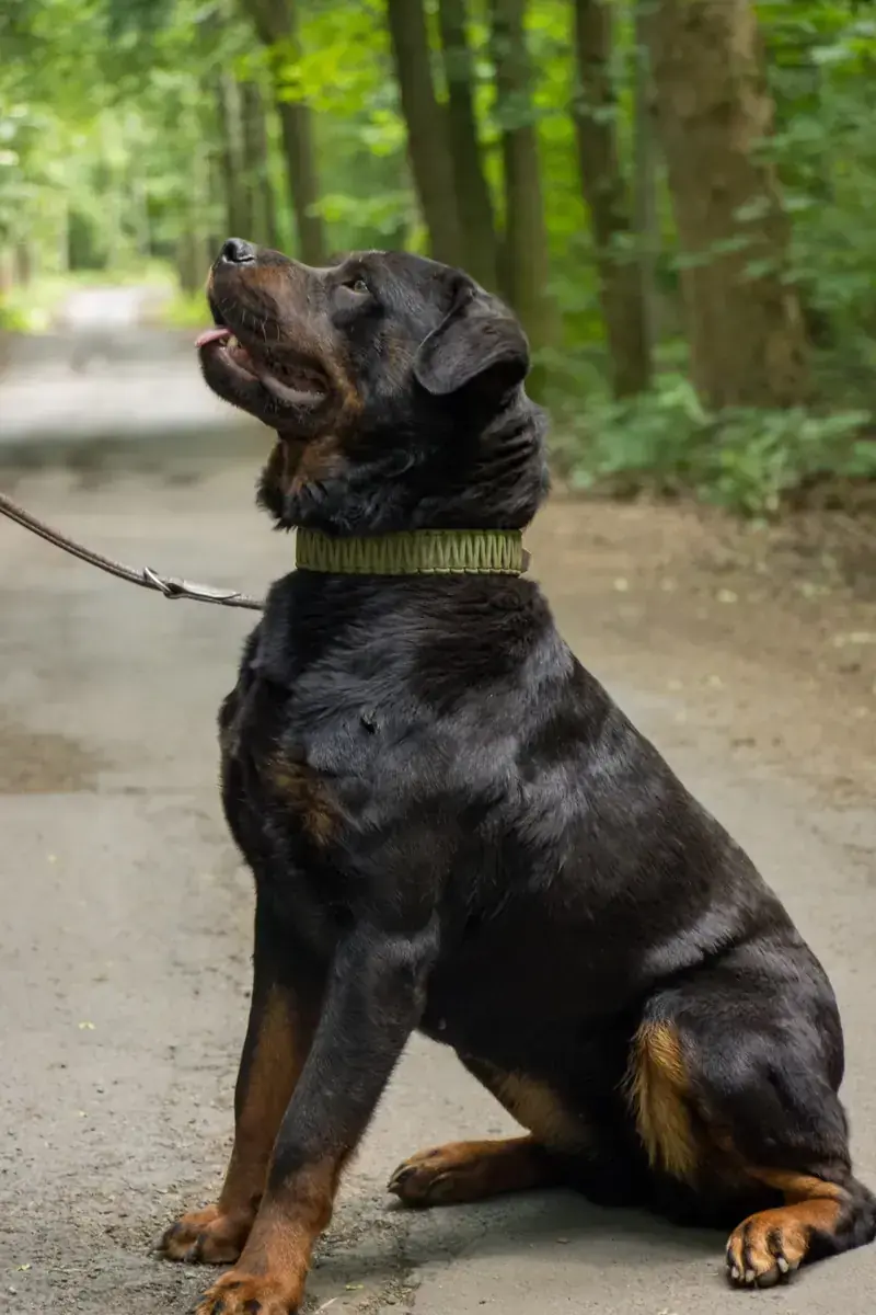 Ophelia - Rottweiler - Bild 3