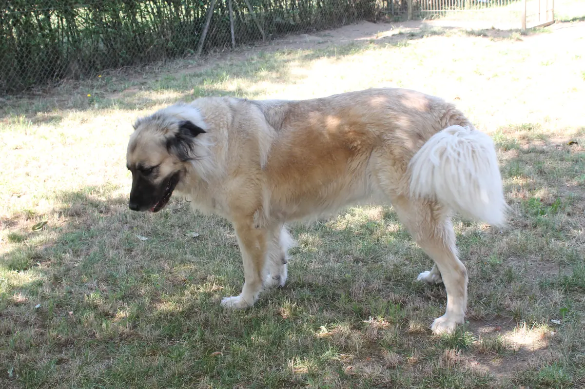 Mira - Kangal-Hirtenhund - Bild 6