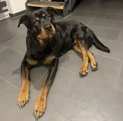 Tyra – Rottweiler – Bild 3