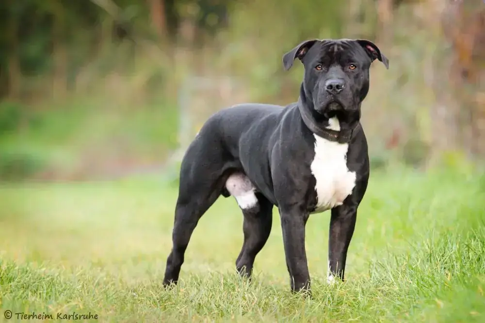 Jonny - American Staffordshire Terrier - Bild 2