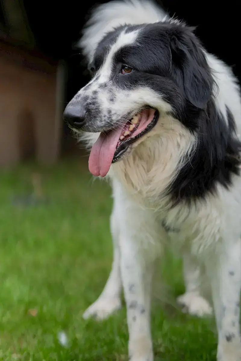 Pongo -  - Bild 4