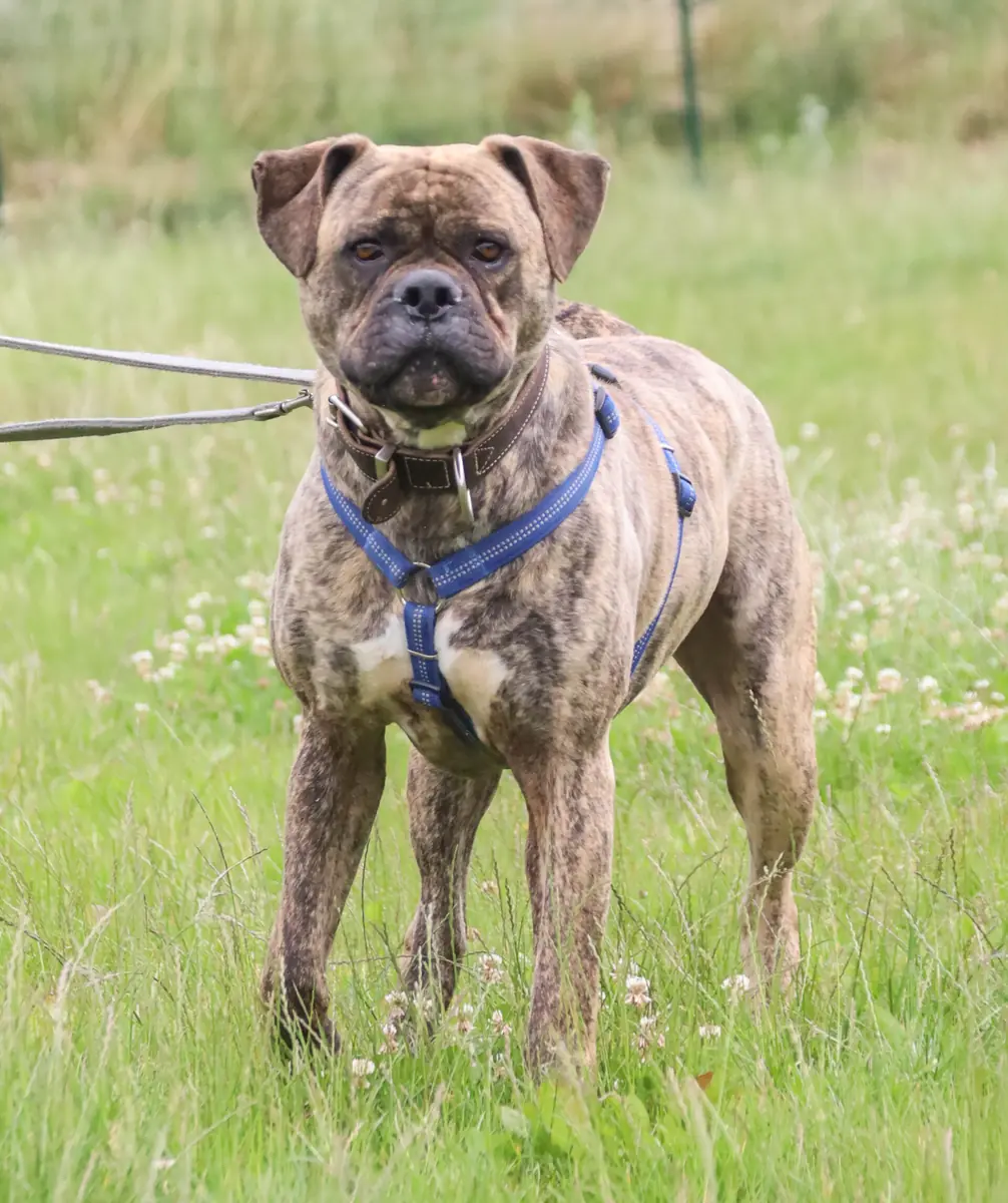 Leo - Bullmastiff - Bild 3