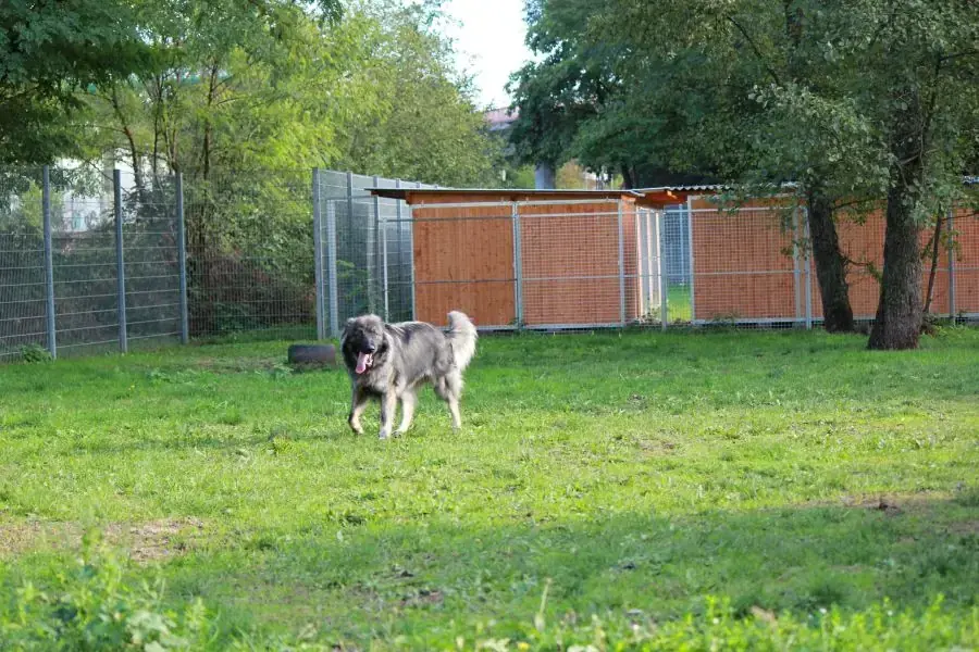 Rocky -  - Bild 26