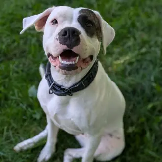 Mia - Dogo Argentino - Bild 5