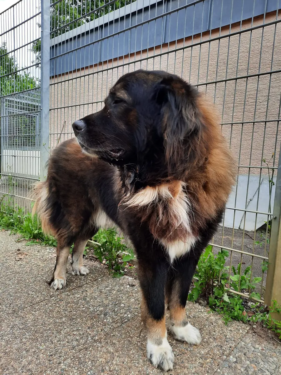Leonberger-Mix Goliath