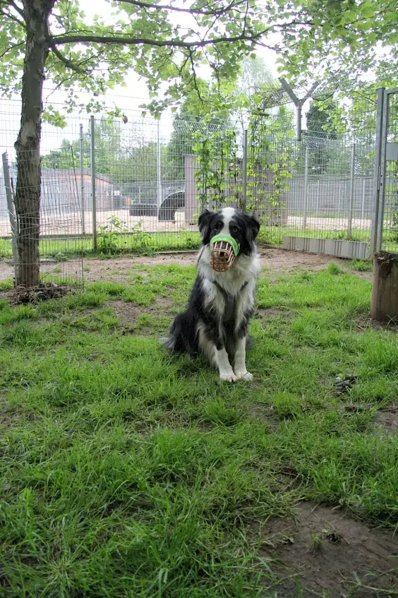 Mogli - Australian Shepherd - Bild 7