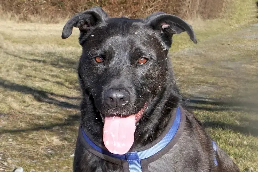 Blacky -  - Bild 2