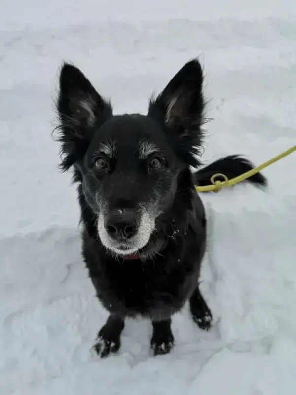 Raja – Hund – Bild 5